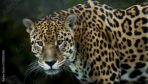 close up of leopard © Alina