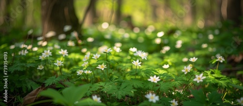Enchanting forest scenery with abundant blooming white flowers in full bloom