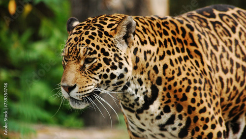 leopard in zoo © Alina