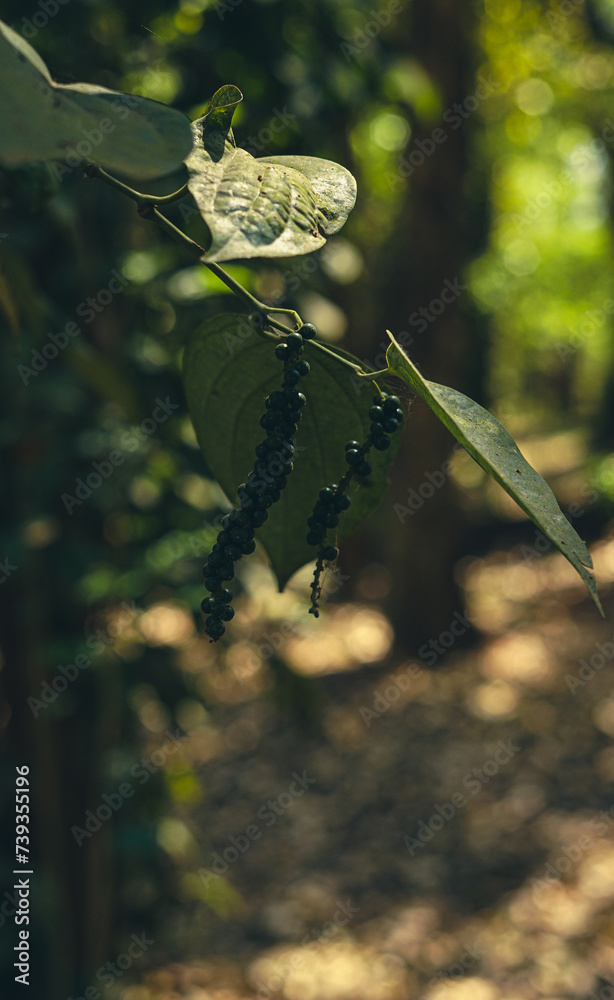 Fototapeta premium spider on a branch
