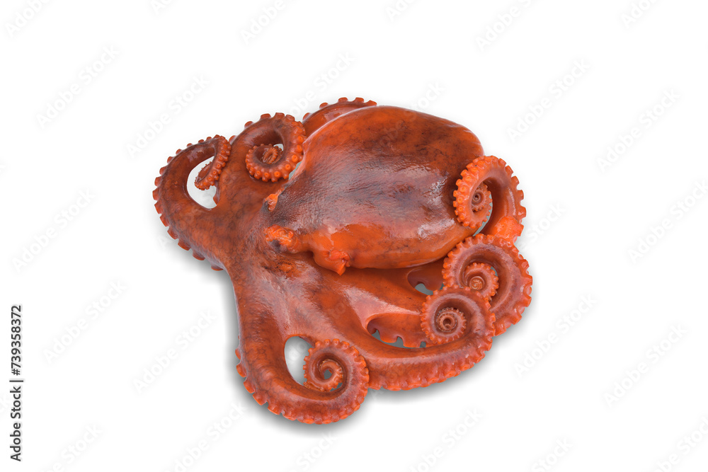 octopus isolated on white background. This has clipping path.