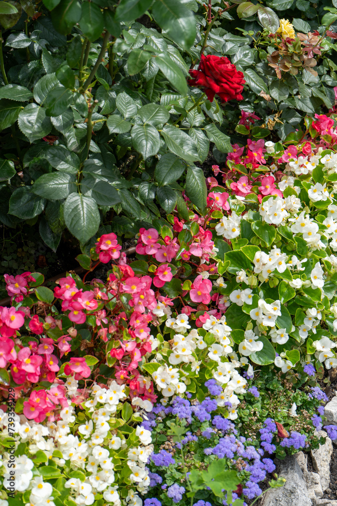 Multi-colored begonias on a street flower bed. Red, pink and white begonia. Flower arrangement in the garden. Garden landscape design. Grow flowers outside. Flowering in summer. Simple plants tuberous