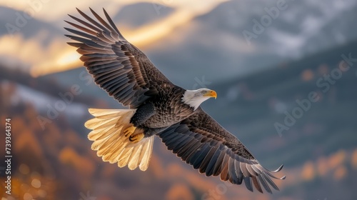 majestic bald eagle soars above the autumn forest