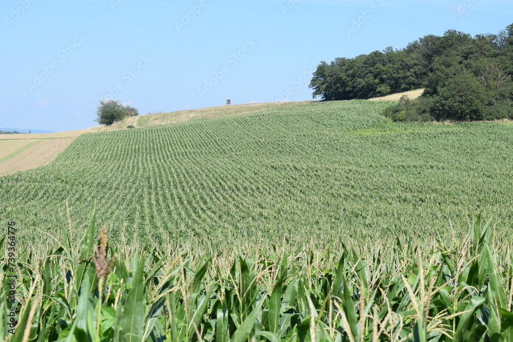 corn field up the hill in autumn corn field up the hill in autumn