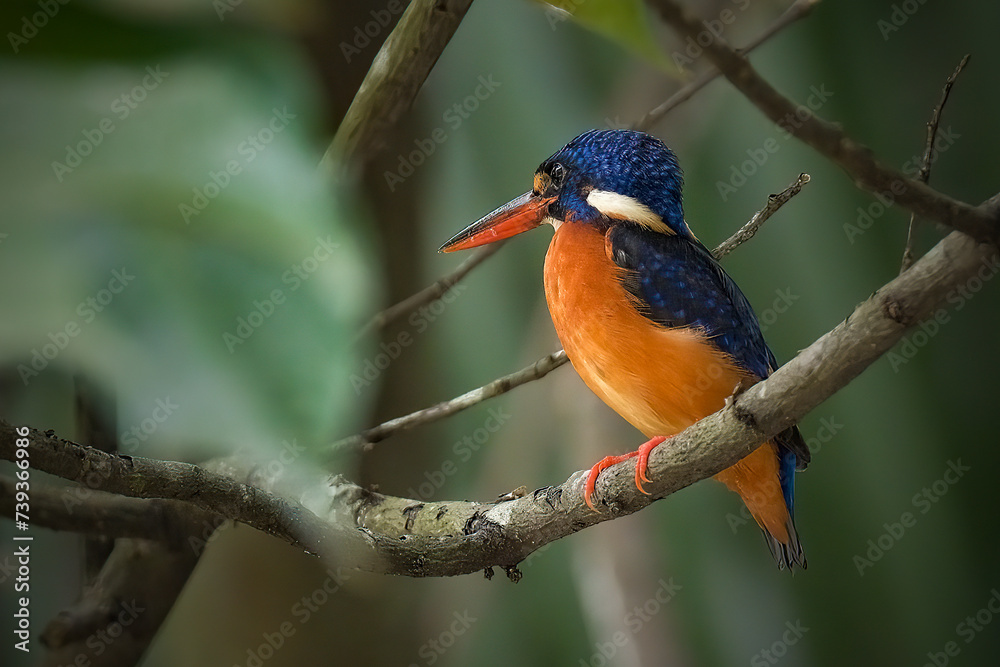 kingfisher on branch kingfisher on branch