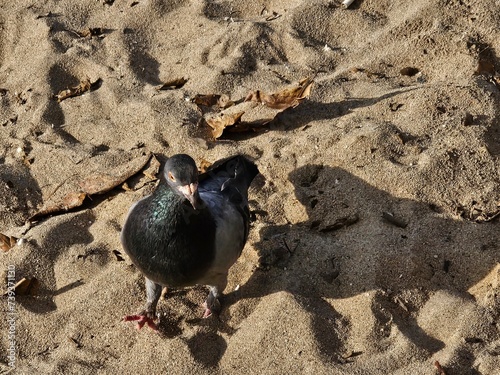 pigeon on the beach photo