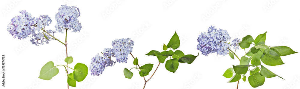 blue lilac blossoming three branches with lush green leaves