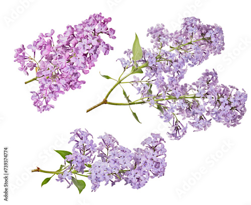fine violet lilac blossoming three branches with small green leaves