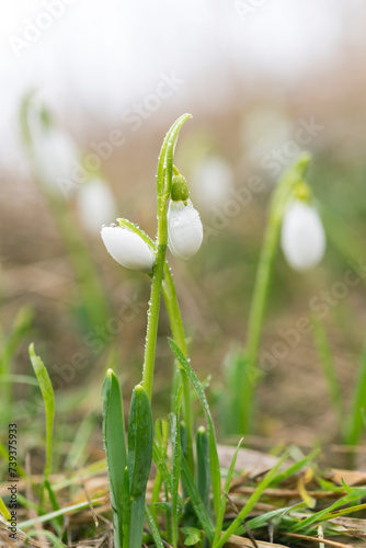 Tender first snowdrops in early spring with beautiful bokeh