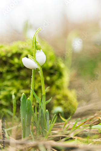 Two snowdrops touch each other in early spring