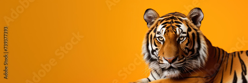 Beautiful tiger on orange background, wide horizontal panoramic banner with copy space, or web site header with empty area for text.