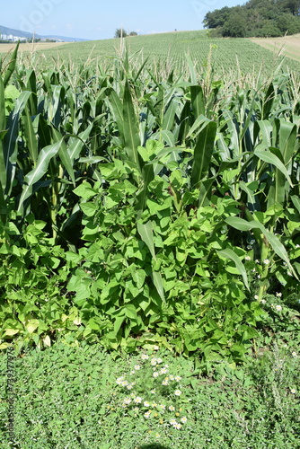 ecological farmland with corn and lentils