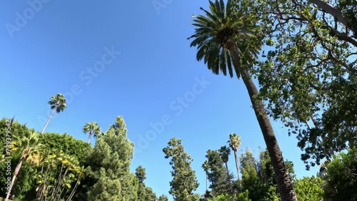 Driving through Beverly Hills with its Palm trees - travel photography