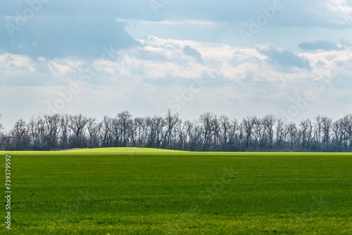field on the Kuban plain with green shoots of winter wheat and a small ancient mound, illuminated by a strip of sunlight on a clear day of snowless winter photo