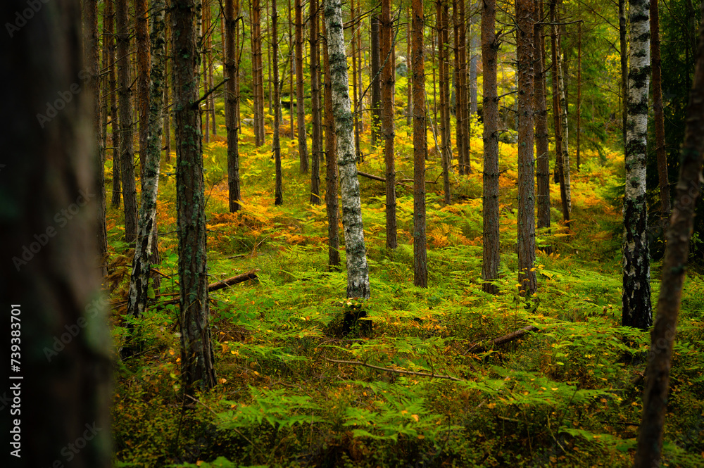 Pine forest in autumn, Sweden
