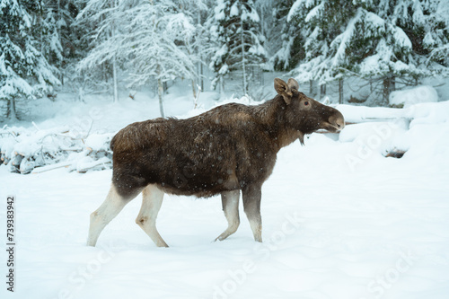 Female moose walking in the winter, Sweden