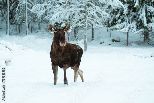 Moose in a winter in Sweden