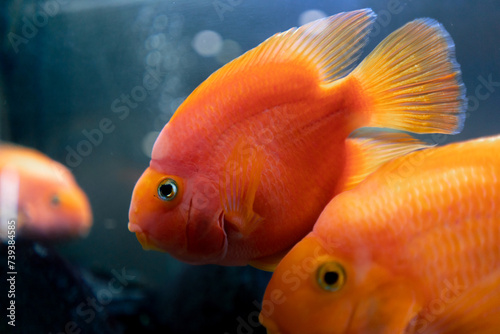 beautiful orange-yellows with puffy cheeks swim in a beautiful blue aquarium