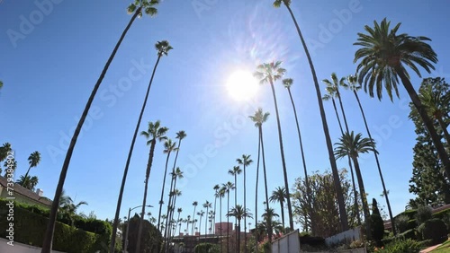 Driving through Beverly Hills with its Palm trees - travel photography