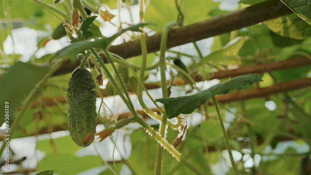 Close-up of a young flowering cucumber on a bush. A green cucumber is ripens.