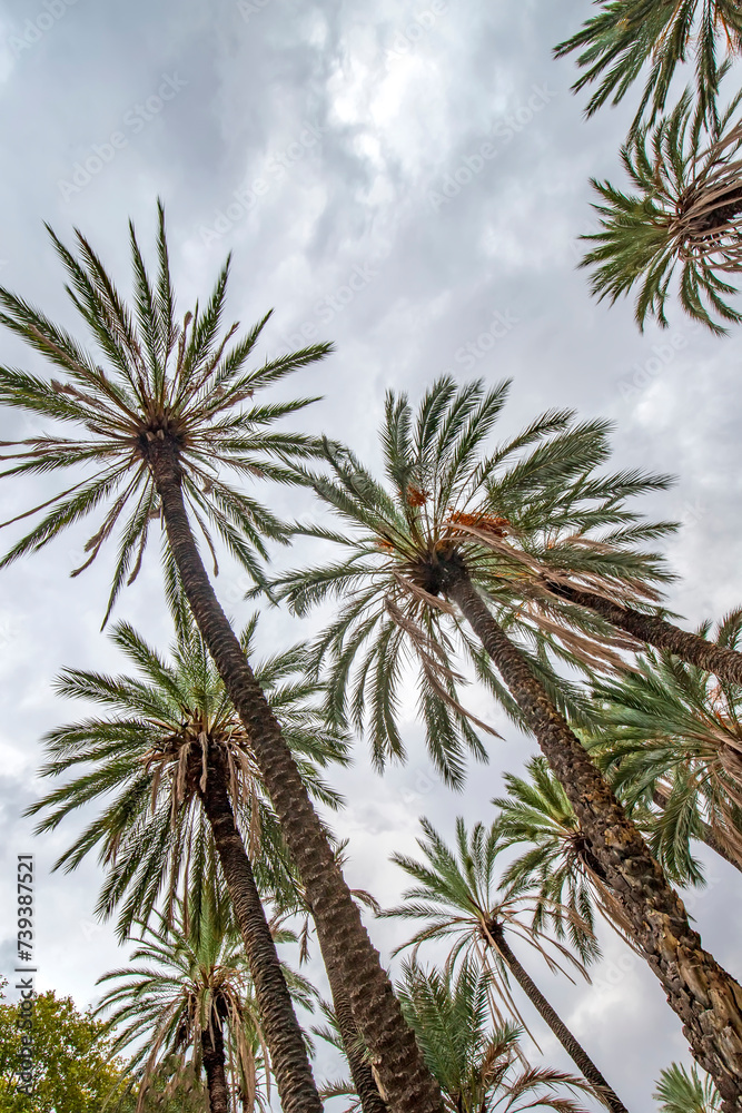 Tall palm trees against the blue sky with clouds viewed from bottom to top