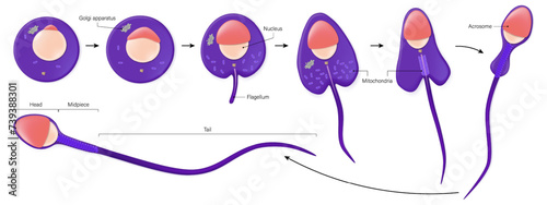 Stages in spermiogenesis vector. Spermatozoon. Development of sperm. Spermatogenesis.