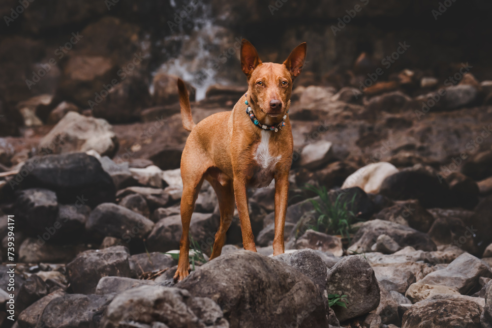Podenco Hund in steiniger Natur Schweiz Wasserfall