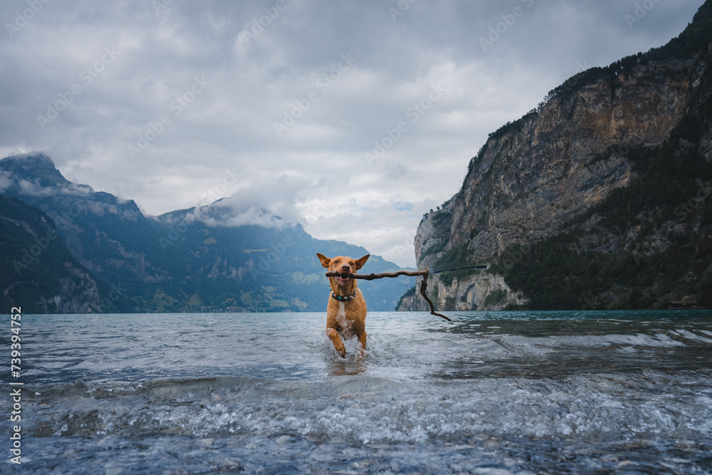 Pocenco Hund im See Schweiz