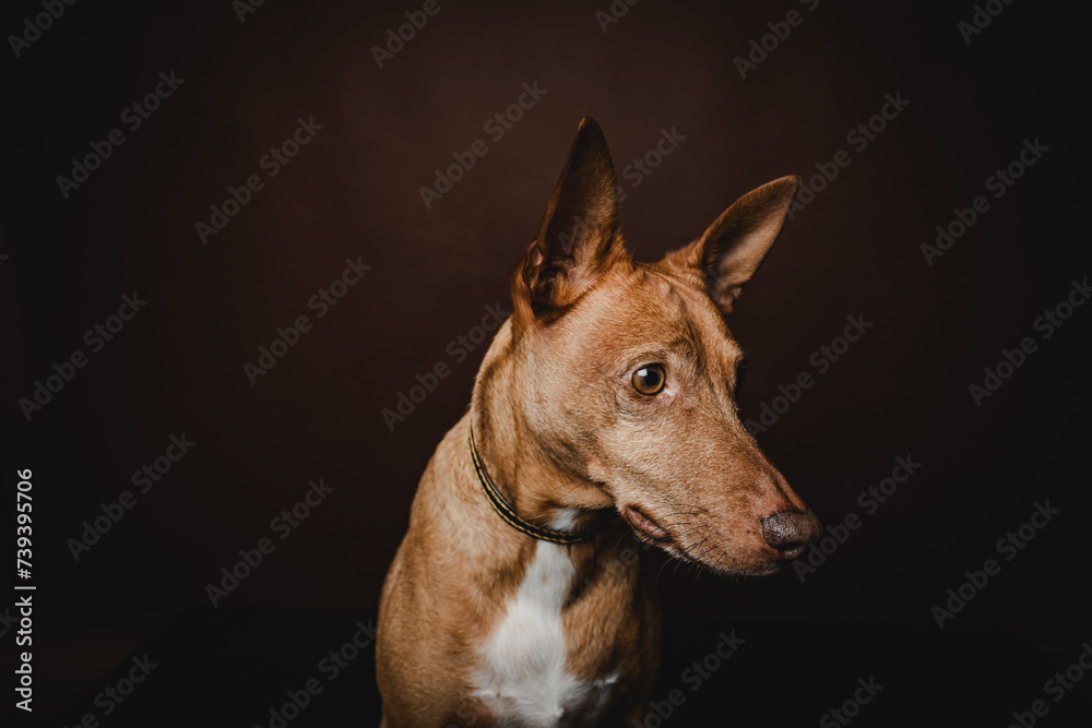 Podenco Hund braun Studio Portrait