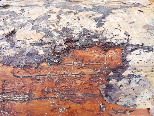 tree trunk eaten by bark beetles, traces of bark beetles photo