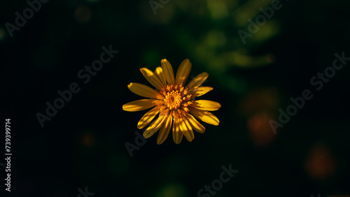 Close-up shot of a yellow flower  blurred background
