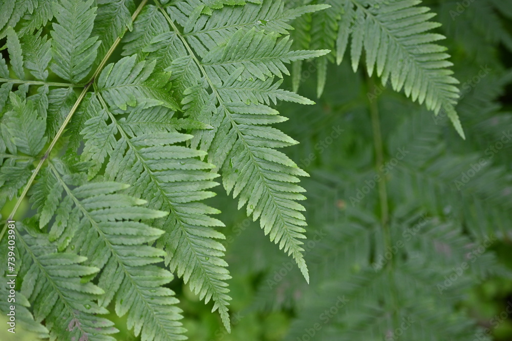 symmetrical texture of green leaves, psychological health, sustainable development symmetrical texture of green leaves, psychological health, sustainable development