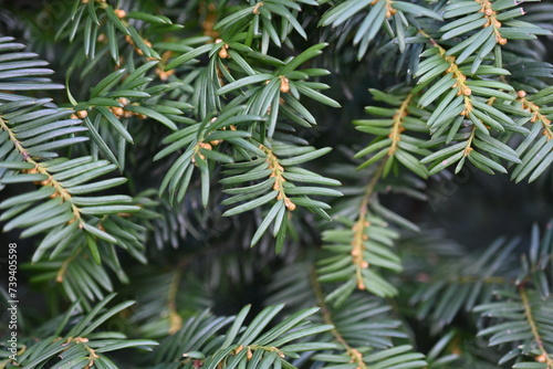 Yew berry leaves close-up  macro yew berry leaves 