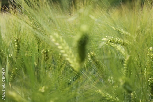 View of wheat in the field.