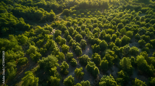 A reforestation project on the edge of an urban area creating a green belt that serves as a natural buffer zone enhancing biodiversity and improving air quality. photo