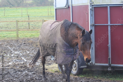 Horse in field, winter coard, horse box photo