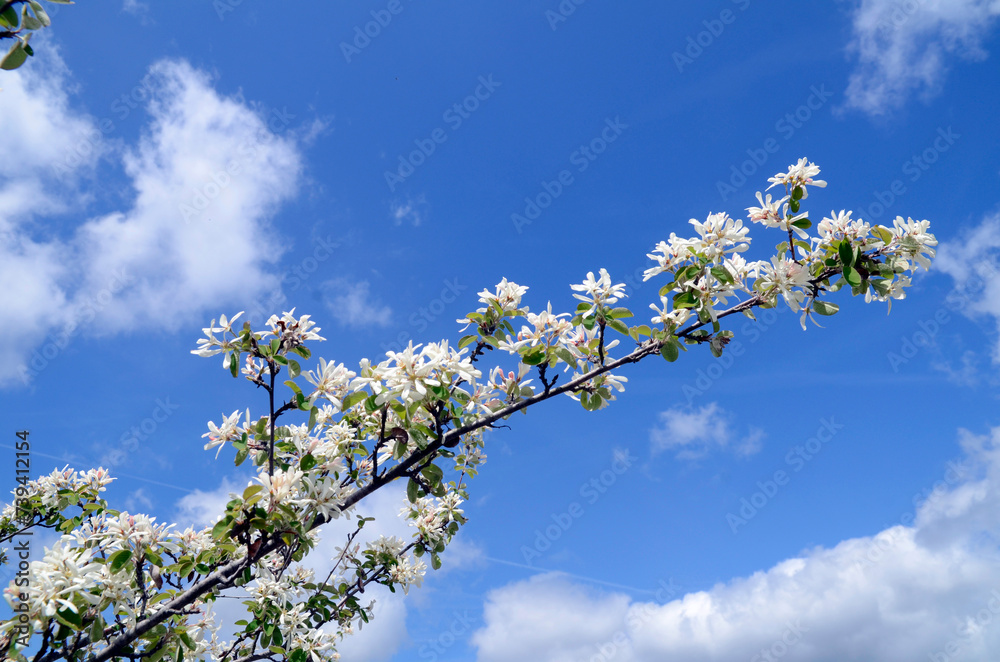 The snowy mespilus bush (Amelanchier ovalis) in flower with a blue sky The snowy mespilus bush (Amelanchier ovalis) in flower with a blue sky