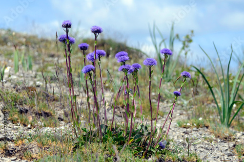 Globularia vulgaris plants in flower photo