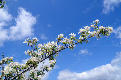 The snowy mespilus bush (Amelanchier ovalis) in flower with a blue sky