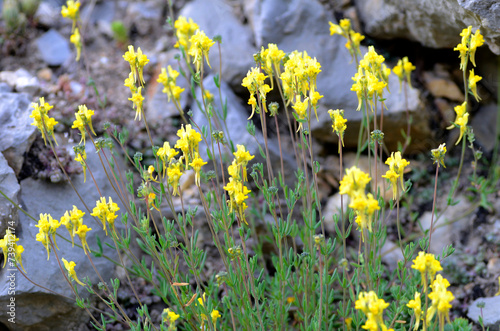 Linaria proxima is a herbaceous plant that lives on rocks
