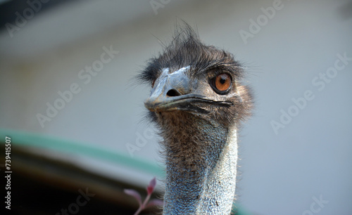 Close-up head of emu with big funny eyes. photo