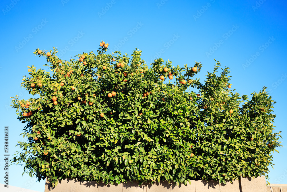 Ripe oranges hanging from twigs of citrus tree sticking above block fence against blue sky during warm winter in Arizona