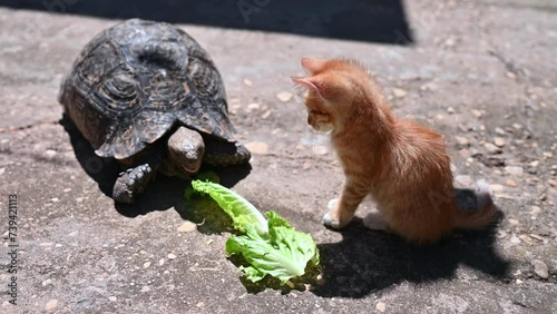 Kitten watching tortoise eat lettuce photo