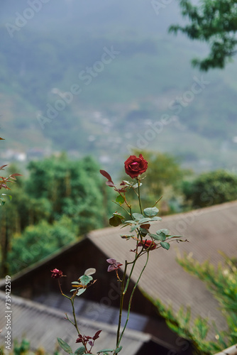 rose flower with beautiful views of the mountains in sapa, vietnam