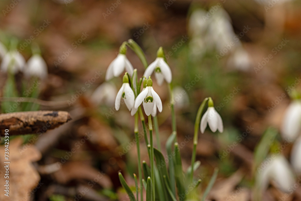 beautiful wild snowdrop flowers in a forest beautiful wild snowdrop flowers in a forest