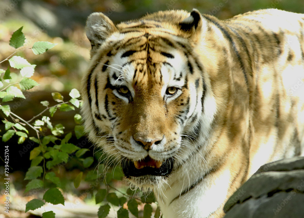 Obraz premium Tiger