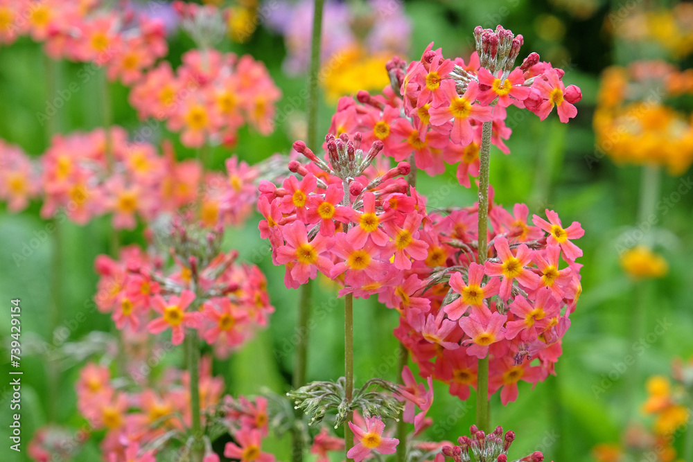 Pink Candelabra primula, also known as Japanese Primroses, in flower. Pink Candelabra primula, also known as Japanese Primroses, in flower.