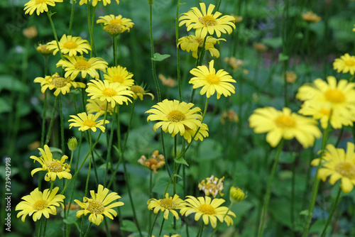 Doronicum or greater leopards bane in flower. photo