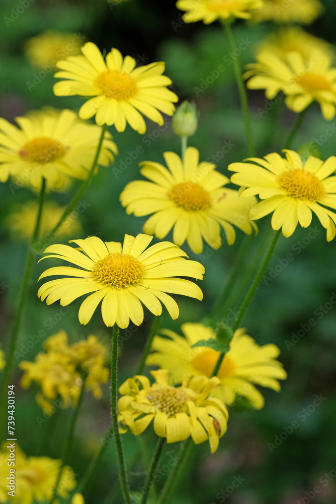 Doronicum or greater leopards bane in flower. Doronicum or greater leopards bane in flower.