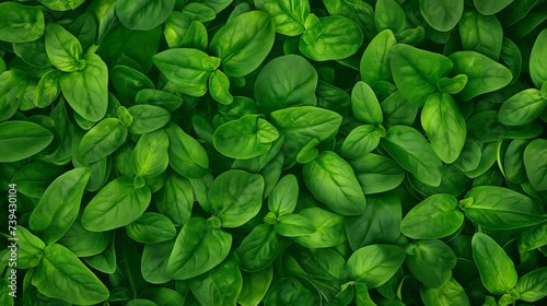 Full frame close-up view of fresh green spinach leaves. Vegan food. Nature and organic concept for design and print.